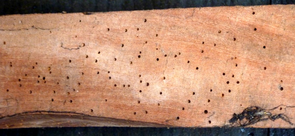 Woodworm Surveyors Oxfordshire